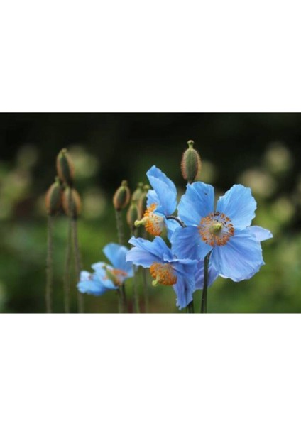 250 Adet Tohum Nadir Mavi Gelincik Çiçeği Tohumu Organik Bahçe Mavi Gelincik Saksı Toprak