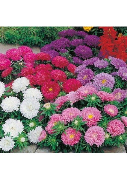 10 Adet Tohum Nadir Organik Karışık Renkli Aster Çiçeği Tohumu Mezarlık Kabir Çiçeği Tohumu