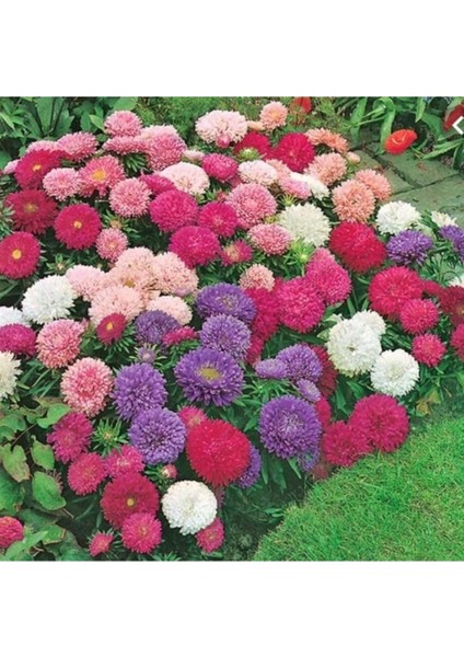 10 Adet Tohum Nadir Organik Karışık Renkli Aster Çiçeği Tohumu Mezarlık Kabir Çiçeği Tohumu fiyatları