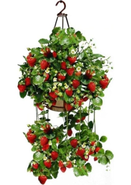 Mevsim Yediveren Çilek Tohumu Ekim Seti Saksı Toprak 10 Adet Tohum Kombin fiyatları