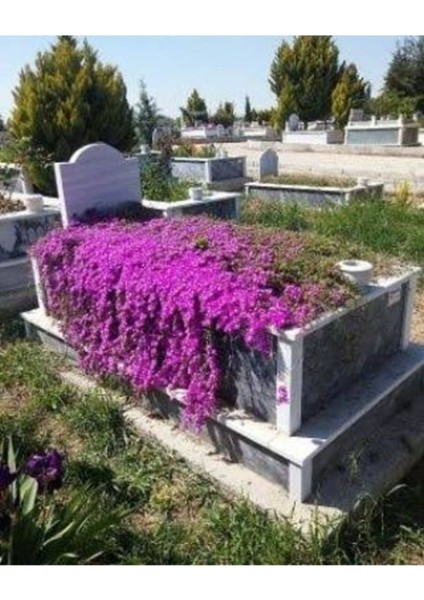 100 Adet Tohum Mor Asterix Astriks Astrix Mezarlık Kabristan Kabir Çiçeği Tohumu Hediye Tohumlu fiyatları