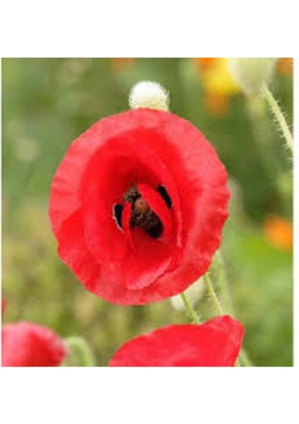 300 Adet Tohum Kırmızı Kır Gelincik Çiçeği Tohumu Sürpriz Saksı Toprak Hediye Bonsai Ağacı Tohum