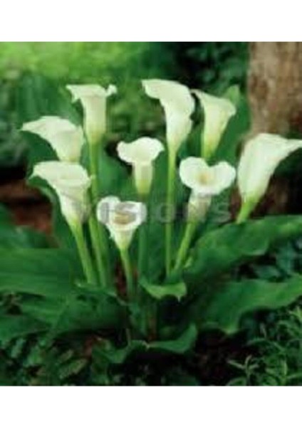 20 Adet Tohum Organik Calla Lily Çiçek Tohumu Afrika Çöl Çiçeği Calla Lily Sürpriz Hediye Tohumlu