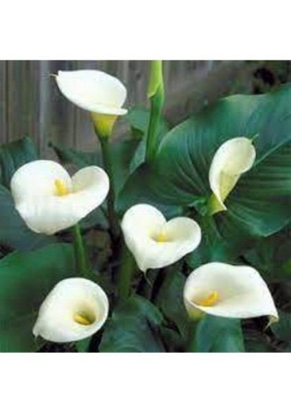 20 Adet Tohum Organik Calla Lily Çiçek Tohumu Afrika Çöl Çiçeği Calla Lily Sürpriz Hediye Tohumlu fiyatları