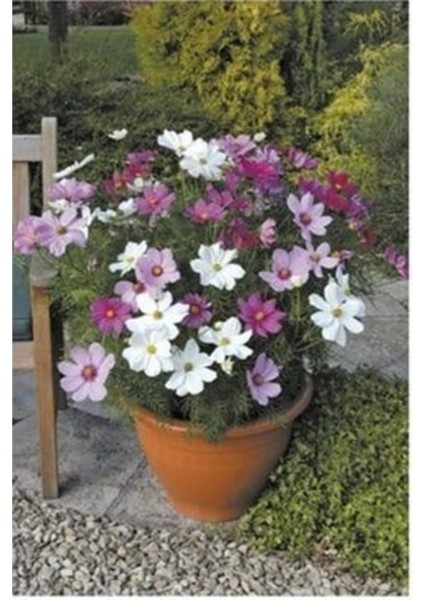 20 Adet Tohum Nadir Karışık Renkli Kosmos Kozmoz Çiçeği Tohumu Kabir Mezar Çiçeği Tohumu