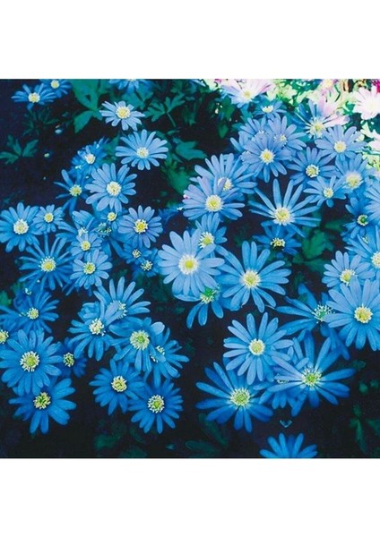 10 Adet Tohum Organik Bahçe Mavi Papatya Mezar Çiçeği Tohumu Organik Bahçe Balkon Papatyası Tohumu