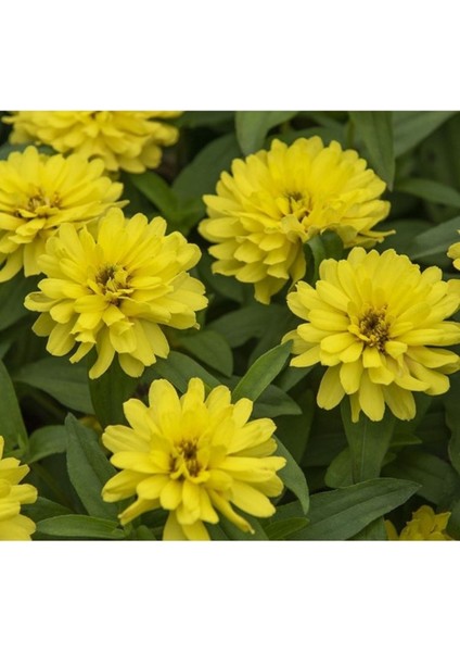 10 Adet Tohum Nadir Sarı Renk Kirli Hanım Çiçeği Tohumu Organik Tohum Hediye Tohumlu