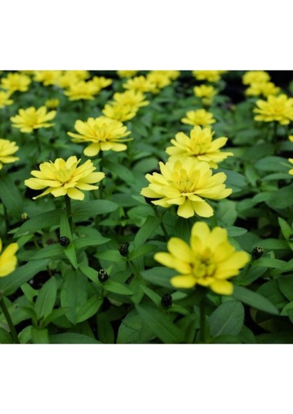 10 Adet Tohum Nadir Sarı Renk Kirli Hanım Çiçeği Tohumu Organik Tohum Hediye Tohumlu fiyatları