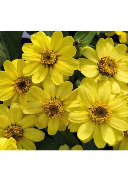 10 Adet Tohum Nadir Sarı Renk Kirli Hanım Çiçeği Tohumu Organik Tohum Hediye Tohumlu modelleri