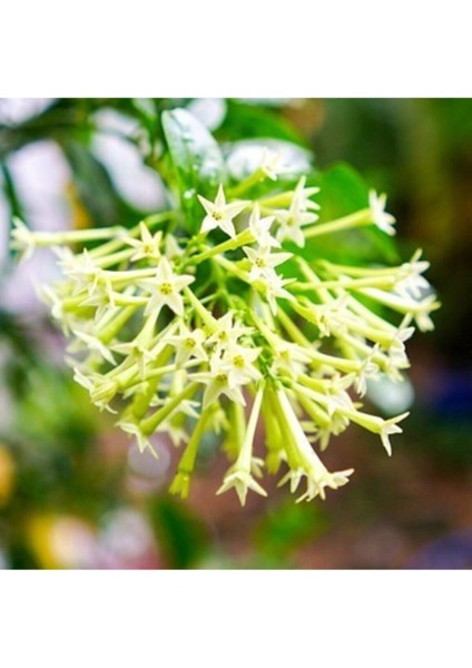 30 Adet Nadir Bulunan Melisa Çiçeği Tohumu Melisa Çiçek Tohumu Saksı Toprak Hediyemiz