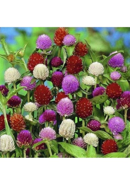 30 Adet Tohum Mezarlık Çiçeği Tohumu Medine Çiçek Tohumları Kır Çiçeği Saksı Toprak