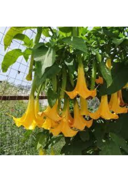 5 Adet Tohum Nadir Bulunan Pembe Angel Trumpet Çiçeği Meleklerin Borozanı Çiçeği Sürpriz Hediye Tohu