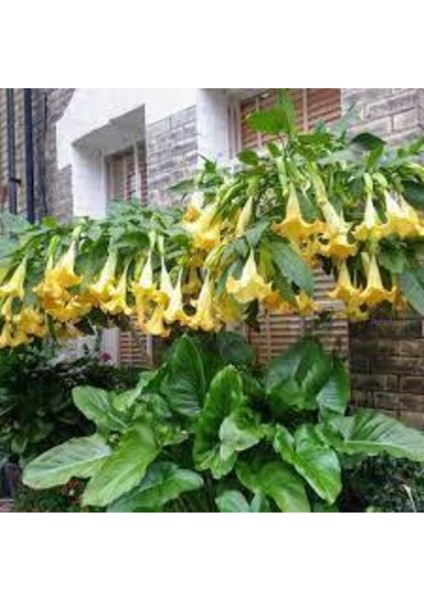 5 Adet Tohum Nadir Bulunan Pembe Angel Trumpet Çiçeği Meleklerin Borozanı Çiçeği Sürpriz Hediye Tohu modelleri