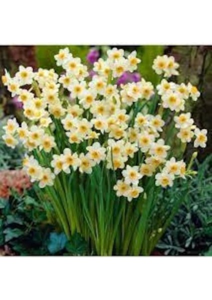 10 Adet Tohum Nadir Bulunan Mis Kokulu Sarı Nergis Çiçeği Tohumu Hediye Tohumlu