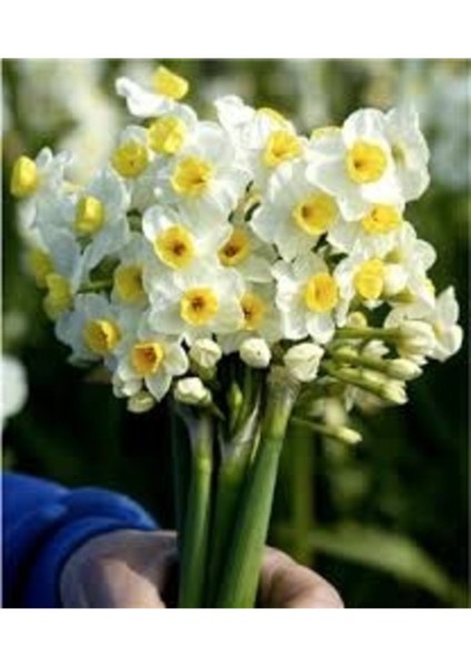 10 Adet Tohum Nadir Bulunan Mis Kokulu Sarı Nergis Çiçeği Tohumu Hediye Tohumlu fiyatları