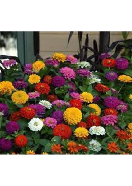 10 Adet Tohum Nadir Karışık Kağıt Çiçeği Tohumu Mezar Kabir Çiçeği