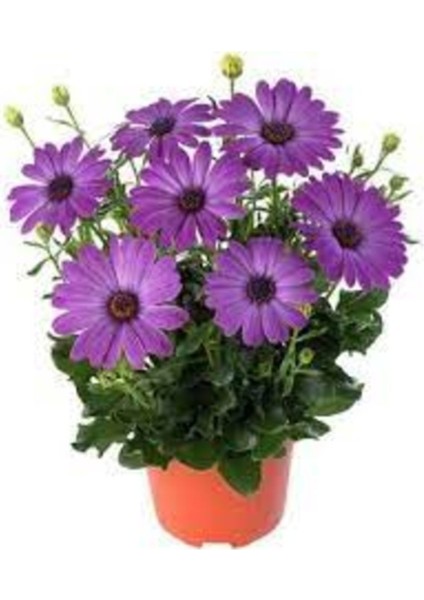 20 Adet Tohum Karışık Kraliçe Papatya Tohum Mezar Kabir Çiçeği Tohumu