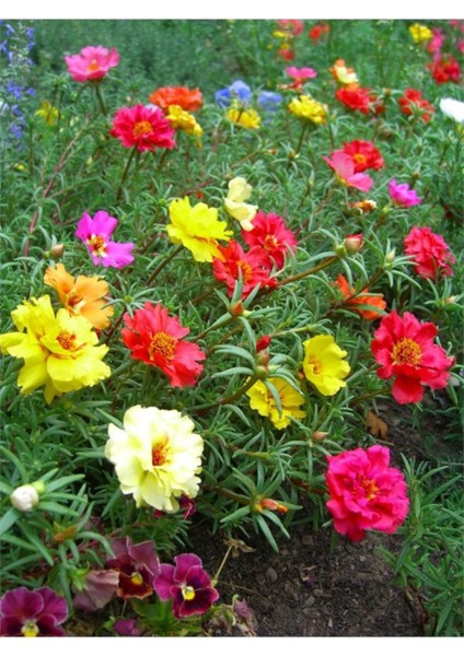 100 Adet Tohum Nadir Karışık Ipek Şellaki Çiçeği Kabir Mezarlık Kabir Çiçekleri