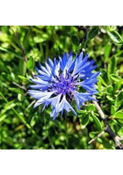 10 Adet Tohum Çok Nadir Mavi Kantoron Kantaron Çiçeği Peygamber Çiçeği Sürpriz Hediye Tohumludur modelleri