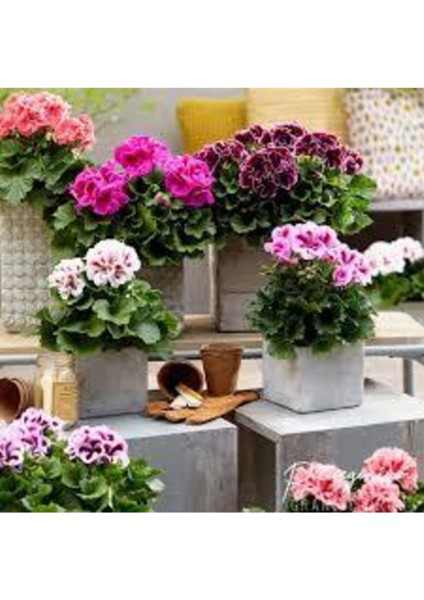 10 Adet Tohum Nadir Sardunya Çiçeği Tohumu Sardunya Çiçek Tohumu Saksı Toprak