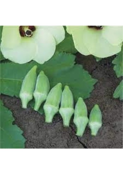 200 Adet Tohum Nadir Adana Çiçek Bamya Tohumu Taze Hasat Köy Bamyası Tohum