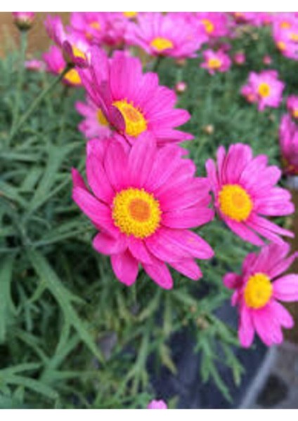 50 Adet Tohum Nadir Bulunan Pembe Papatya Çiçeği Tohumu Hediye Tohumludur Kalite