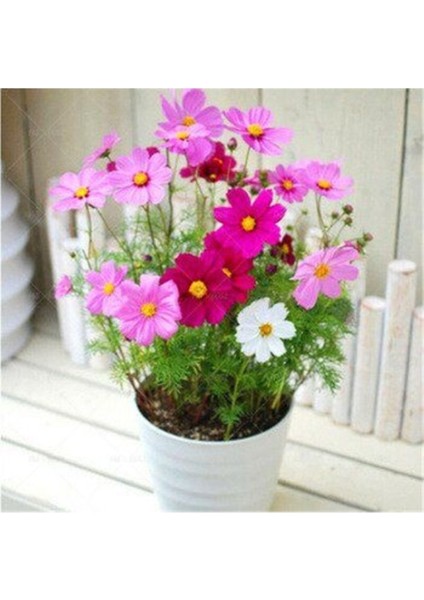 10 Adet Tohum Karışık Renkli Kosmos Cosmos Çiçeği Tohumu Yeni Taze Tohum Hobi Balkon Çiçek