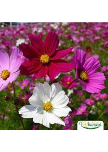 10 Adet Tohum Karışık Renkli Kosmos Cosmos Çiçeği Tohumu Yeni Taze Tohum Hobi Balkon Çiçek fiyatları