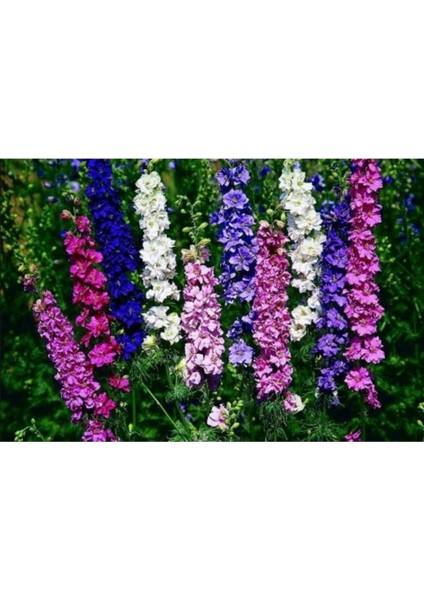 20 Adet Tohum Nadir Karışık Renkli Hazeran Çiçeği Mezar Kabir Çiçeği Tohum