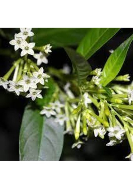 20 Adet Nadir Bulunan Melisa Çiçeği Tohumu Melisa Çiçek Tohumu Hediye Tohumludur