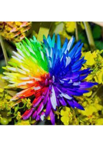 15 Adet Tohum Nadir Bulunan Krizantem Crizantem Çiçeği Gökkuşağı Çiçeği Sürpriz Hediye Tohumludur fiyatları