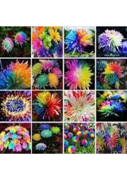 15 Adet Tohum Nadir Bulunan Krizantem Crizantem Çiçeği Gökkuşağı Çiçeği Sürpriz Hediye Tohumludur modelleri