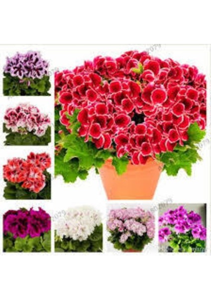 10 Adet Tohum Nadir Yeni Sezon Karışık Renk Organik Sardunya Çiçeği Çiçek Tohumu Saksı Toprak Hediye