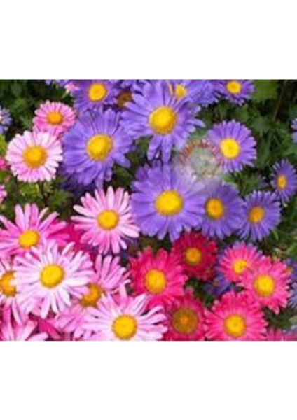 20 Adet Tohum Karışık Kraliçe Papatya Tohum Mezar Kabir Çiçeği Saksı Toprak