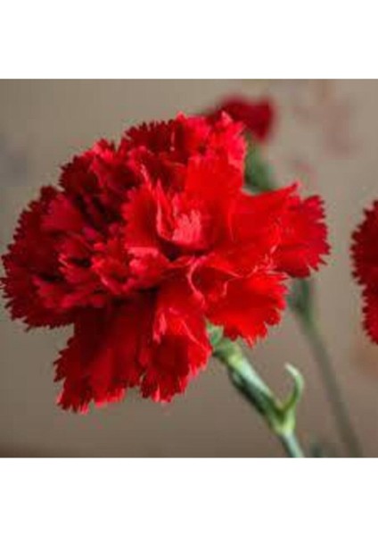 10 Adet Tohum Sarı Karanfil Çiçeği Tohumu Çiçek Tohumu Sürpriz Hediye Tohumludur