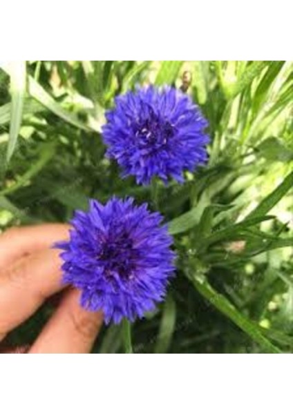 20 Adet Tohum Nadir Mavi Peygamber Çiçeği Kantaron Çiçeği Mezar Çiçekleri