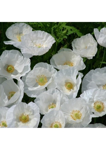 250 Adet Tohum Nadir Bulunan Beyaz Kır Gelincik Çiçeği Tohumu Organik Bahçe Saksı Toprak