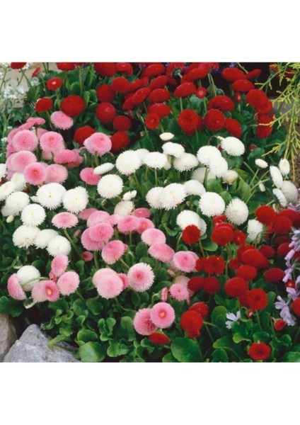 15 Adet Tohum Karışık Renkli Şeker Tabağı Çiçeği Çiçek Tohumu Organik Taze Tohum Hediye Tohumlu