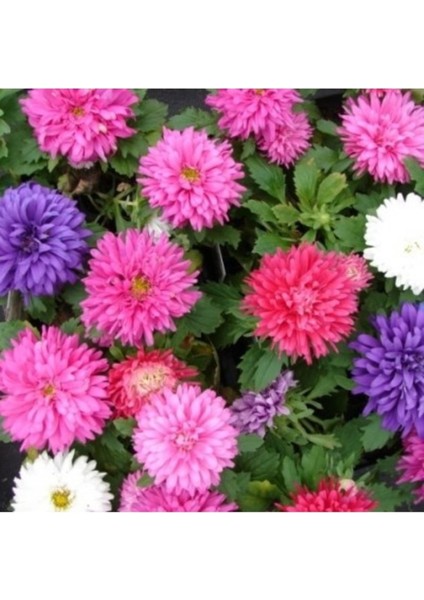 20 Adet Tohum Nadir Karışık Saraypatı Saray Patı Çiçeği Tohumu Mezar Kabir Ç