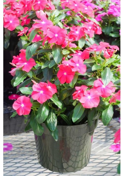 20 Adet Tohum Nadir Pervane Çiçeği Tohumu Organik Hasat Saksılık Mezar Kabir Çiçeği Hediye Tohumlu