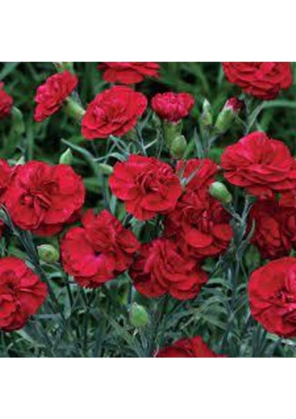 100 Adet Tohum Kırmızı Bodur Karanfil Çiçeği Tohumu Karanfil Tohumu