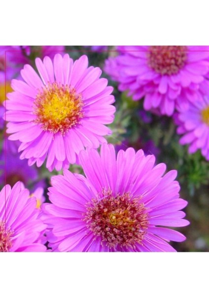 20 Adet Tohum Dilber Kirpiği Çiçek Tohumu Hobi Bahçe Balkon Çiçeği Tohumu Saksı Toprak Hediye