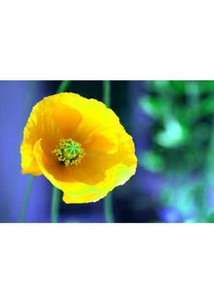 250 Adet Tohum Nadir Sarı Kır Bahçe Gelincik Çiçeği Tohumu Saksı Toprak Hediye