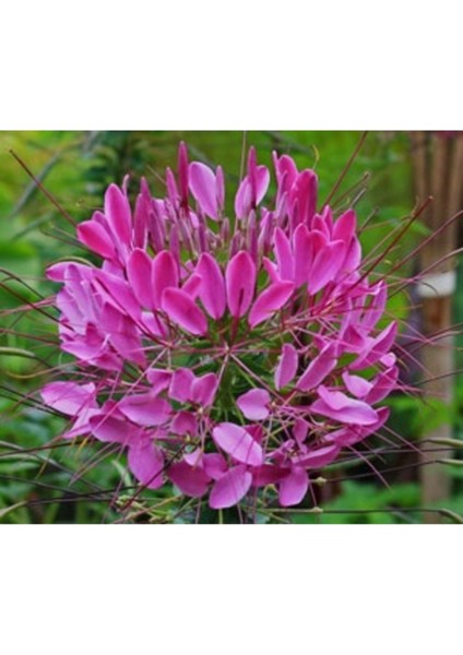 5 Adet Tohum Nadir Nadir Pembe Leylak Çiçeği Tohumu Hediye Tohumlu