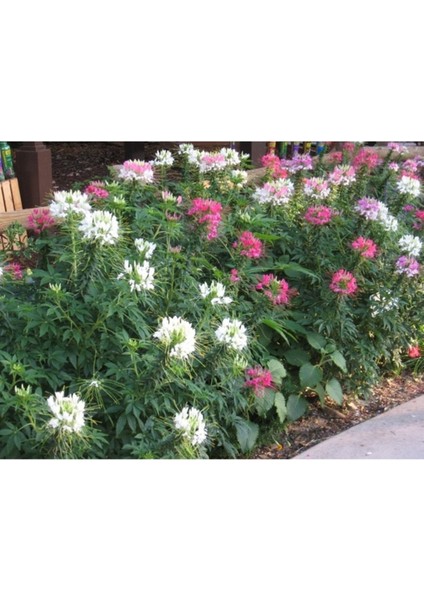 5 Adet Tohum Nadir Nadir Pembe Leylak Çiçeği Tohumu Hediye Tohumlu fiyatları