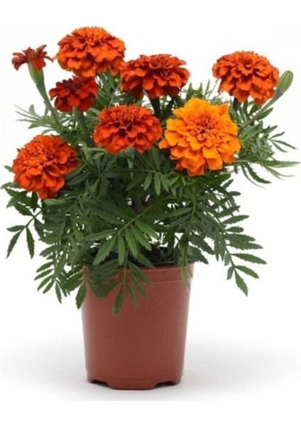 20 Adet Tohum Organik Taze Hasat Karagöz Çiçeği Tohumu Kabir Mezar Çiçeği Tohumu Saksı Toprak