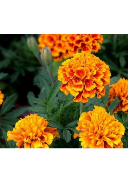 20 Adet Tohum Organik Taze Hasat Karagöz Çiçeği Tohumu Kabir Mezar Çiçeği Tohumu Saksı Toprak fiyatları