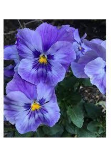 15 Adet Tohum Hercai Menekşe Güzel Çiçek Çiçeği Tohumu Çiçek Tohumu Saksı Toprak