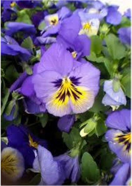 15 Adet Tohum Hercai Menekşe Güzel Çiçek Çiçeği Tohumu Çiçek Tohumu Saksı Toprak fiyatları