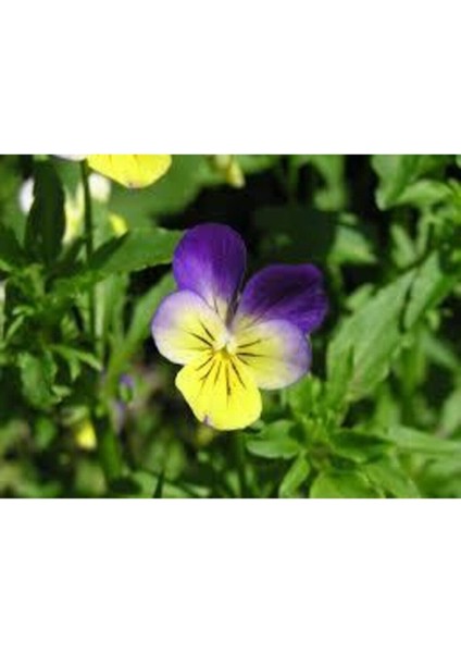 15 Adet Tohum Hercai Menekşe Güzel Çiçek Çiçeği Tohumu Çiçek Tohumu Saksı Toprak modelleri